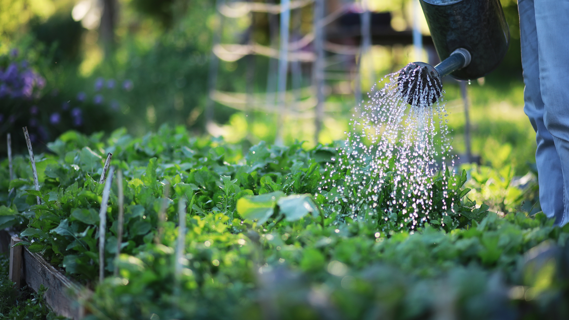 watering